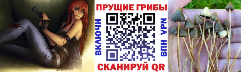 Купить  Берёзовский  Галлюциногенные грибы MAGIC MUSHROOMS 